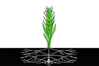    /RF_Rossia/Smolensk_Reg/Files/pochinkovski_c_f1.gif