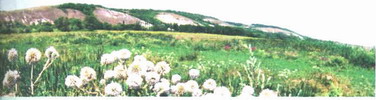    /RF_Rossia/Voronezh_Reg/Files/kalacheevski-voronezhskaya_c.jpg